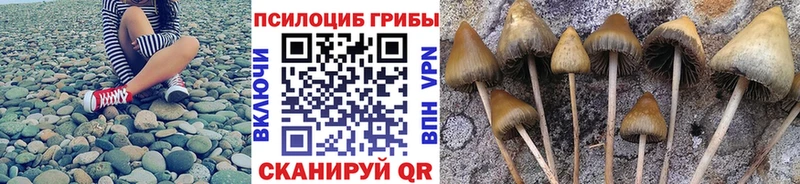 продажа наркотиков  Омутнинск  Псилоцибиновые грибы GOLDEN TEACHER 